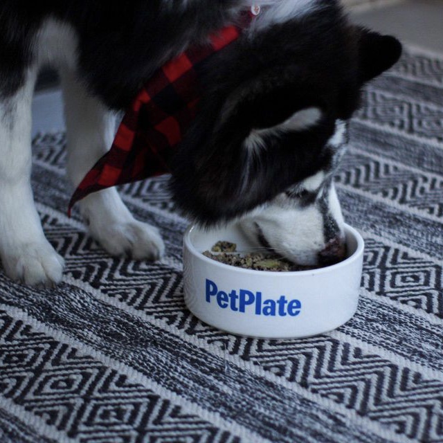 Pet Plate Dog Food Review