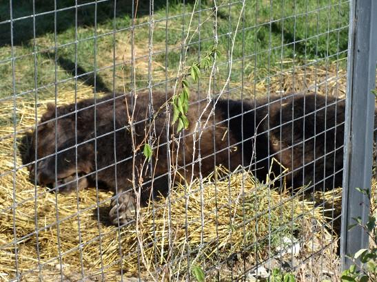 http://backup-mw-xp.de/images/Canada2009/grizzly.jpg