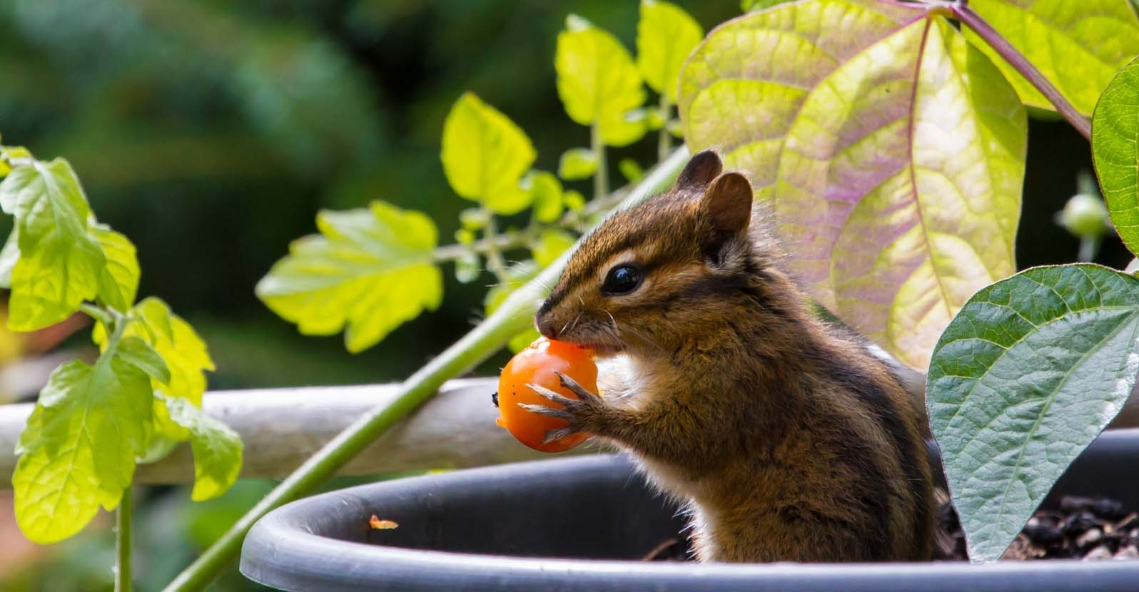 Chipmunks
