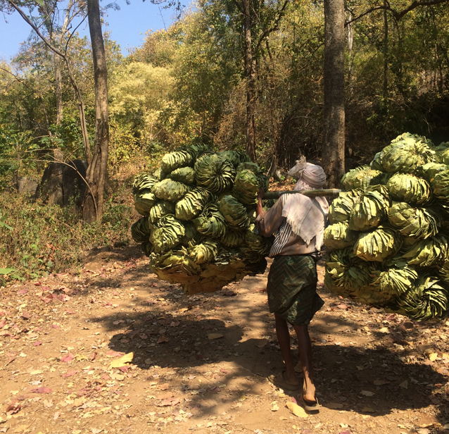 A male member of the tribal community carrying leaves from the forest for sale. While PGR is said to have declined,  especially in the tribal and forested districts in India, many households are still dependent on  forest produce. Forest produce at household level act as a source of  building material, fuel, and food.  The produce in the form of leaves, fruits, timber,  and bamboo (especially tendu leaves for bidi making and sal leaf for plate making)  helps support household income. There is a deep cultural association between the communities and the forests in many of these tribal pockets. This close connection places a strong emphasis on the protection of  the forest from fire and any other adversity. Credit: Smriti Das