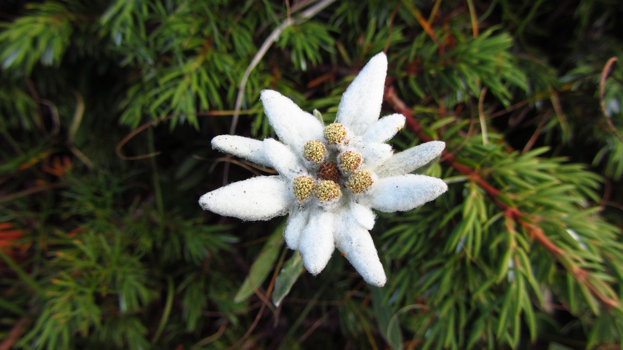 3. Floare de Colț - Leontopodium alpinum