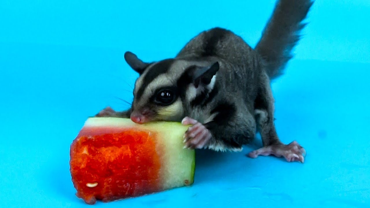 Can Sugar Gliders Eat Watermelon