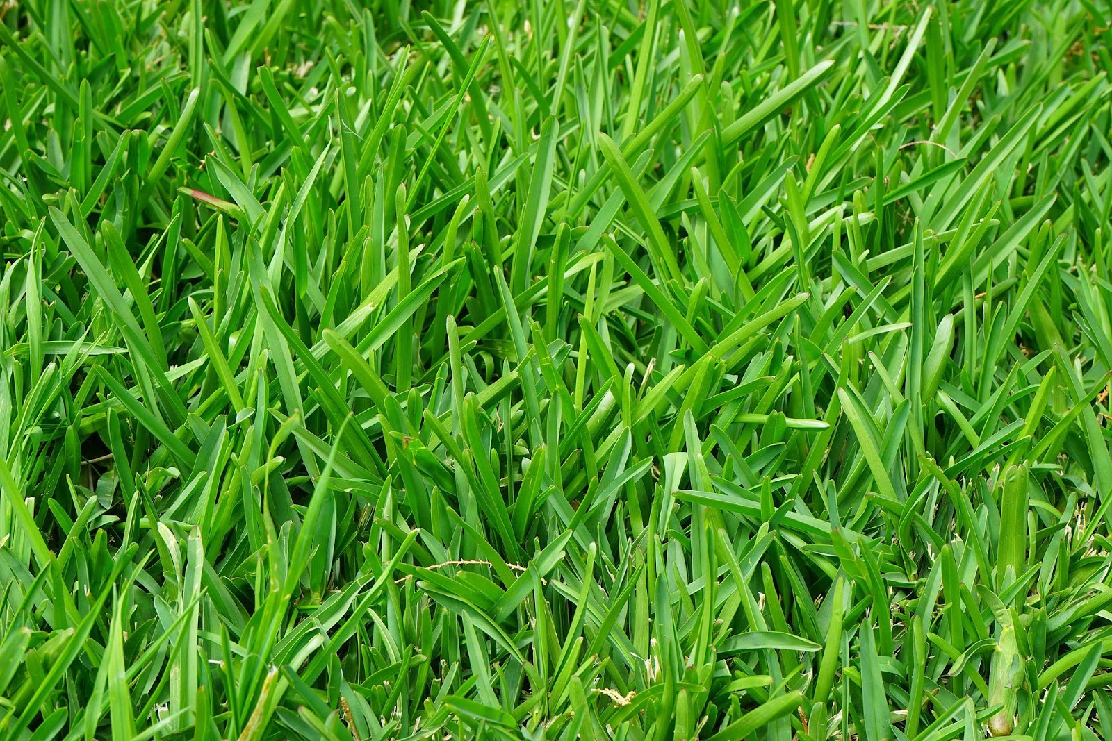 close up of Bermuda grass