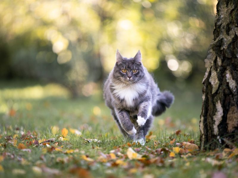 running-feline