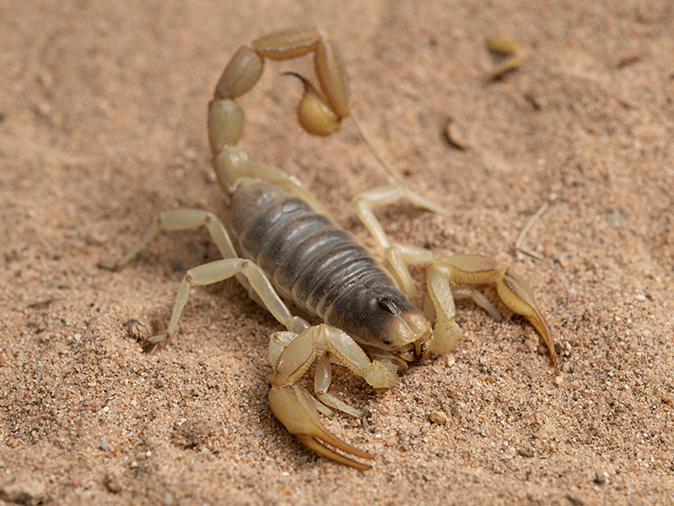 Desert Hairy Scorpion