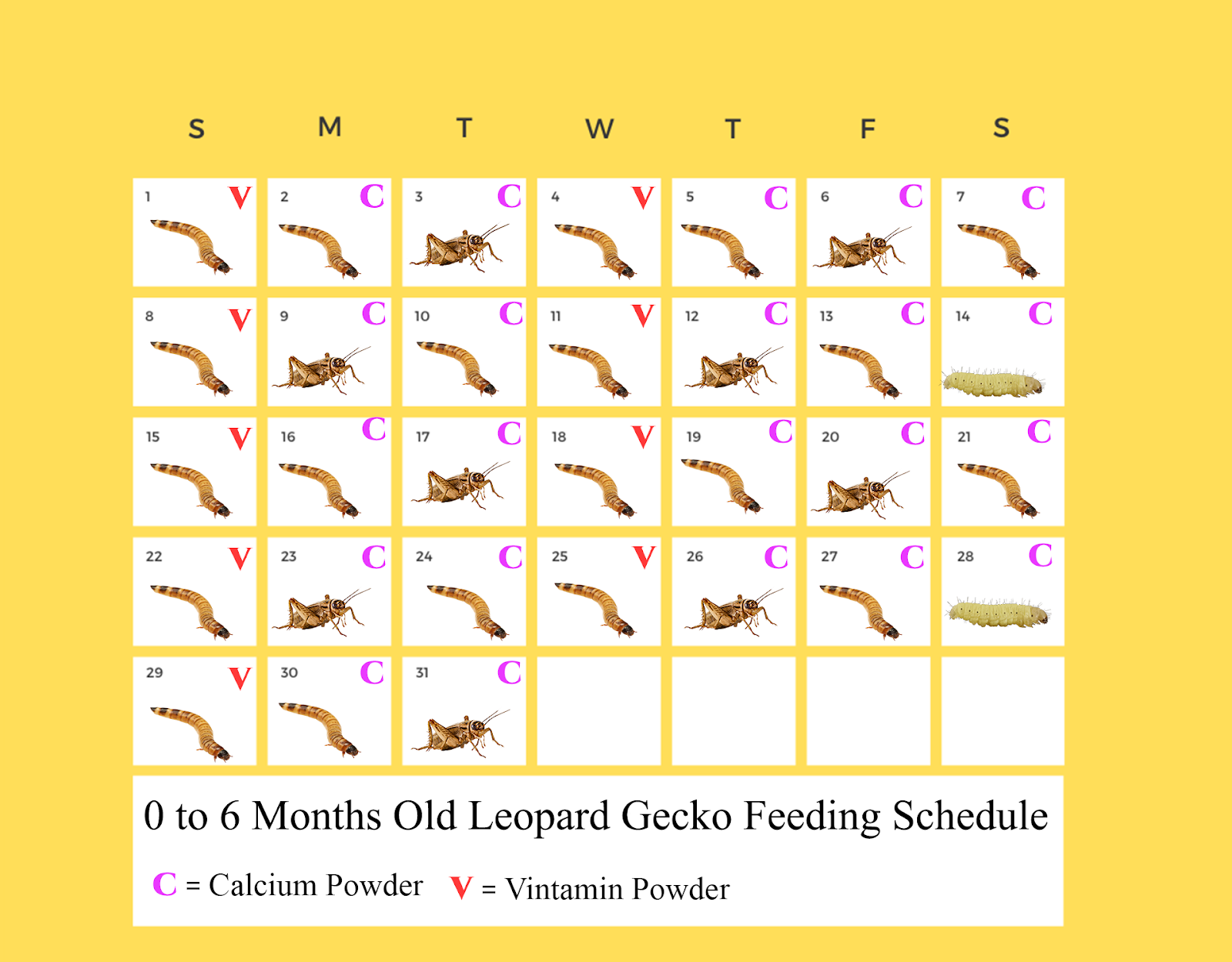 baby leopard gecko feeding schedule 