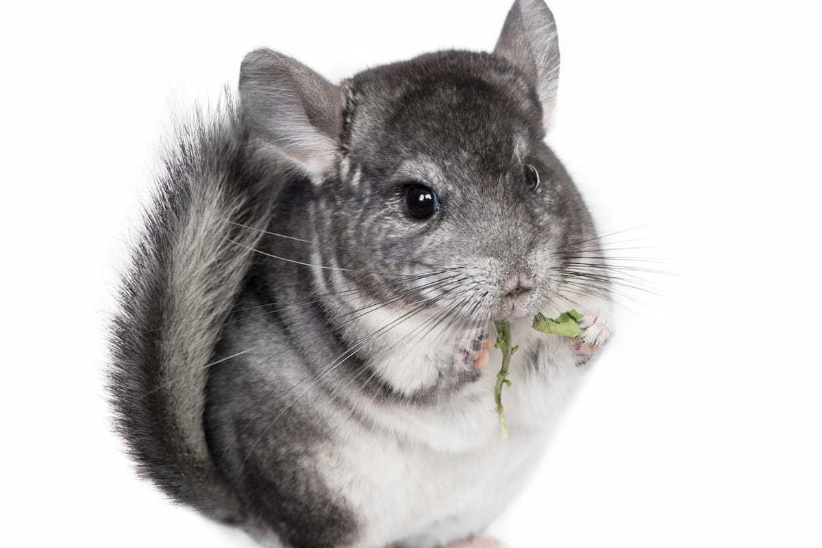 Can Chinchillas Eat Lettuce