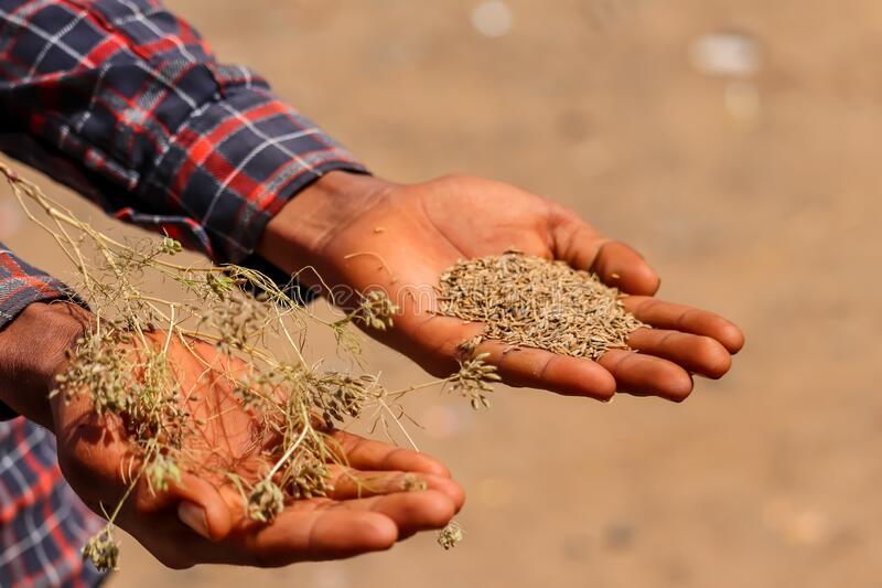 Cumin Seed and Cumin Plants on Hands,zira, Cumin: Plant and Cumin  Seeds.cumin Plants on Man Hands Stock Photo - Image of background, asian:  177498772