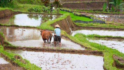 Cetak sawah Jokowi tak penuhi target, perlu 20-200 tahun ekosistem sawah  baru stabil produksi padi