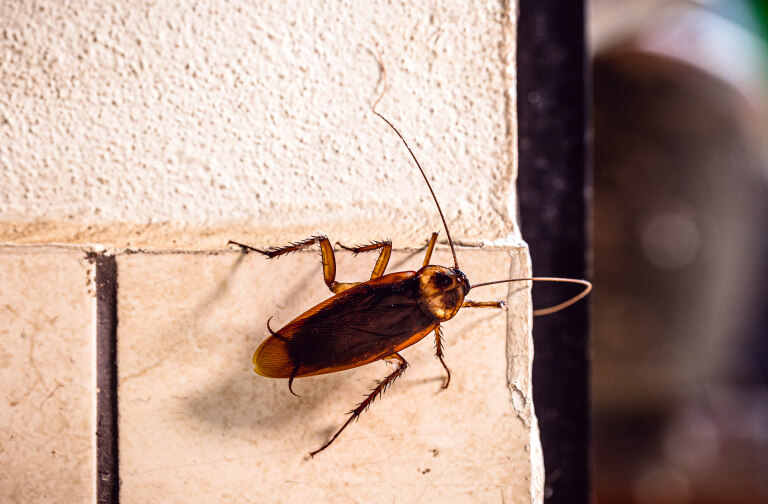 11 Effective and Safe Cockroach Killer Methods: A Guide