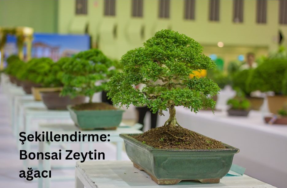 Şekillendirme: Bonsai Zeytin ağacı