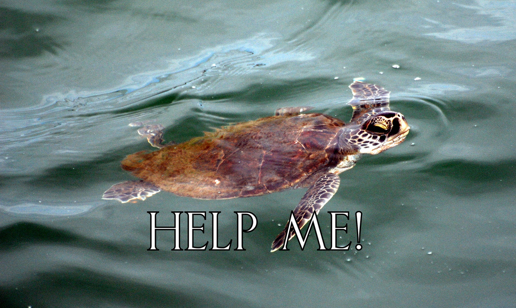 Sea Turtles Need HElp! | Turtles have been freezing into a c… | Flickr