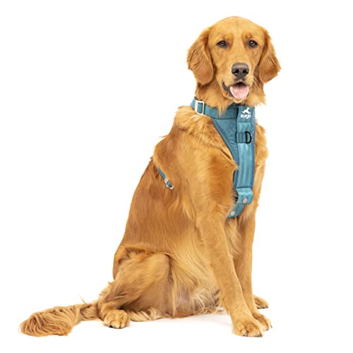 a brown dog wared Harnesses