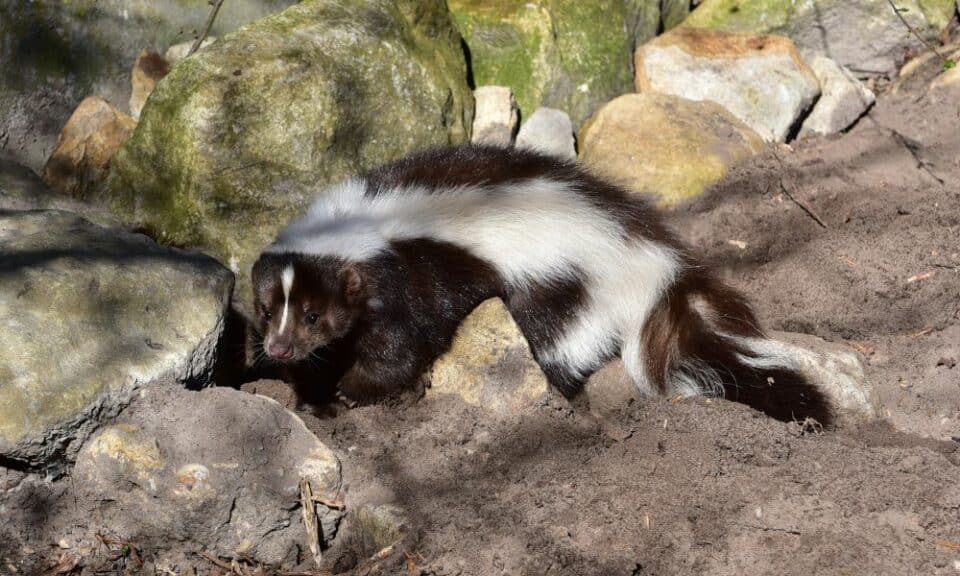 What Smell Does Skunks Hate