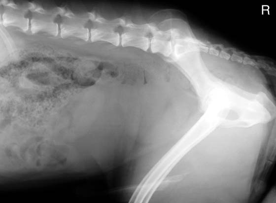 Radiografía lateral de la parte caudal del abdomen de un macho entero que muestra una importante prostatomegalia de patogénesis no específica