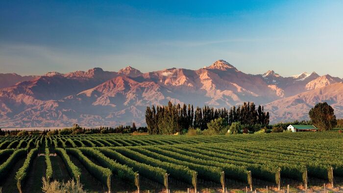 Tour du lịch Free & Easy Argentina - Cánh đồng nho bạt ngàn tại Mendoza - thủ phủ sản xuất rượu vang nổi tiếng toàn thế giới