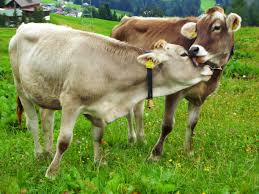 Image result for herbivore cows and deer and sheep