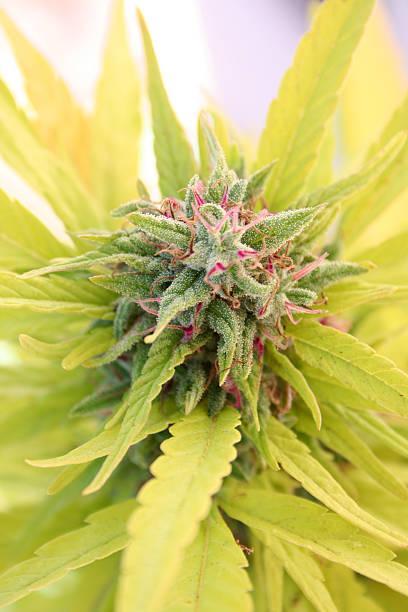 Marijuana plant Pink Kush strain Medicinal marijuana growing. Pink Kush strain Pink Kush Strain stock pictures, royalty-free photos & images