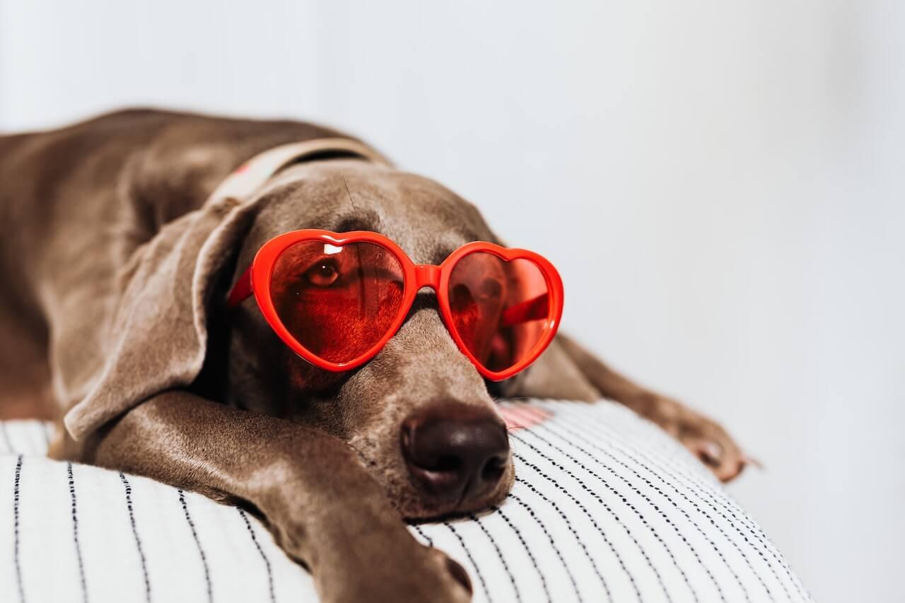 3 Ways to Make Valentines Day Special for your Furry Friend