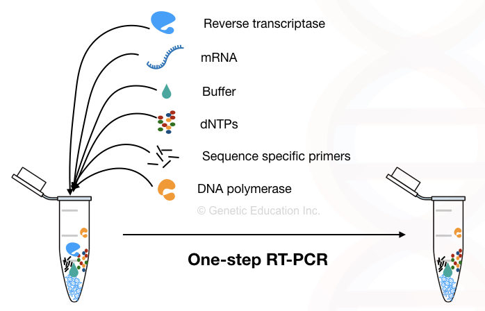 A hypothetical representation of the one-step RT-PCR reaction.
