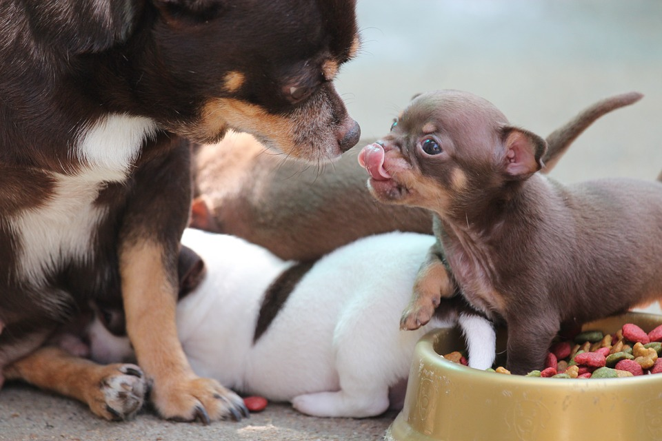 Cómo cuidar una chihuahua embarazada | Wow Mascota