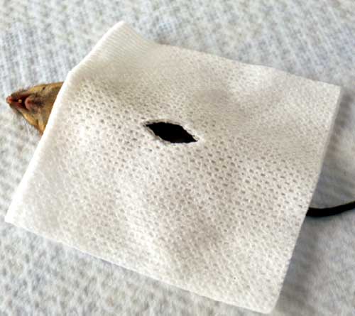 Gauze sponges can be used as drapes for mice.