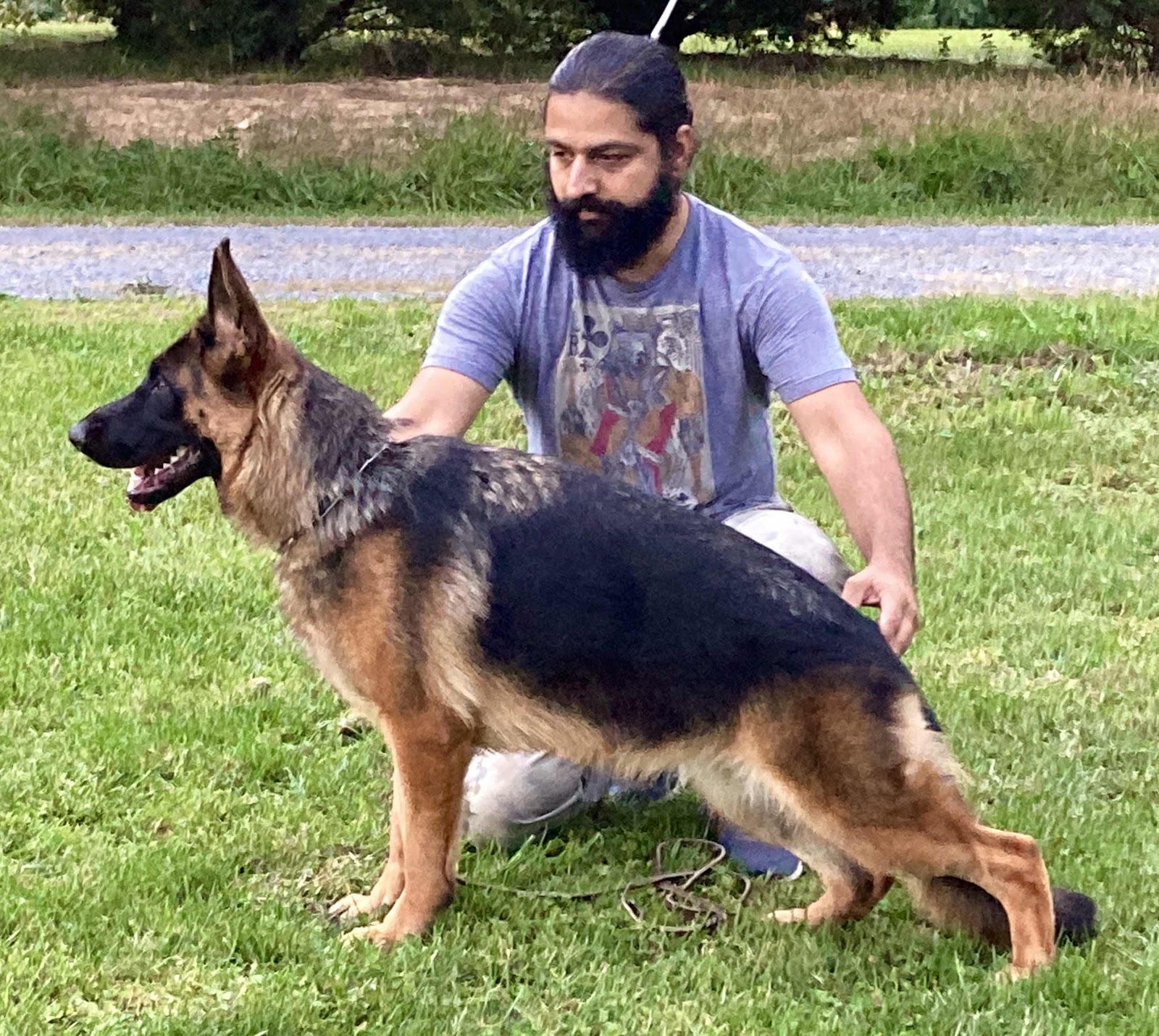 German Shepherd breeders Virginia 