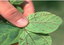 Arroxeamento internerval provocado pelo uso de herbicidas inibidores da ALS