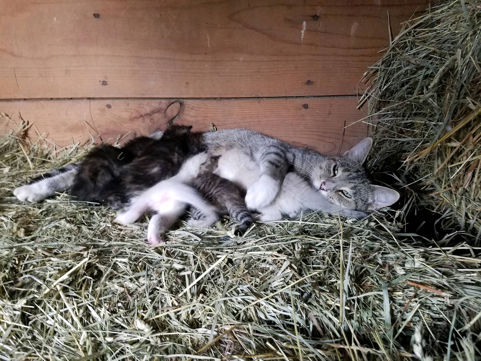 Susan happily feed her kittens on a bale of hay.