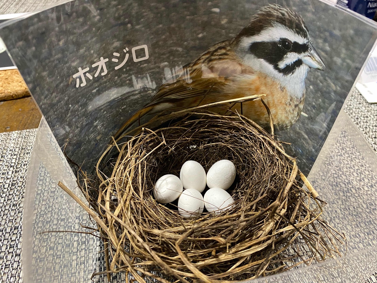 鳥の巣（ホオジロ）