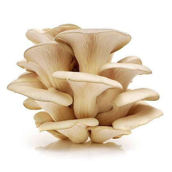 How to grow oyster mushrooms using sawdust