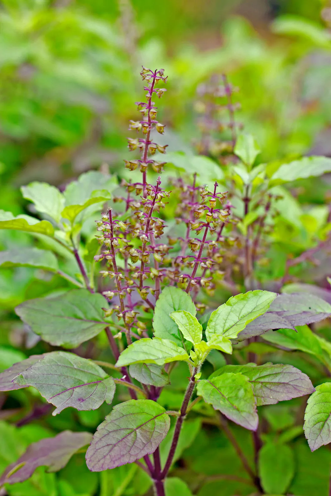 Basil