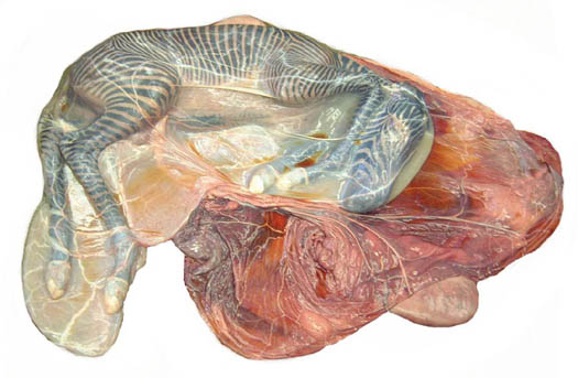 Near-term Grevy's zebra uterus with foal