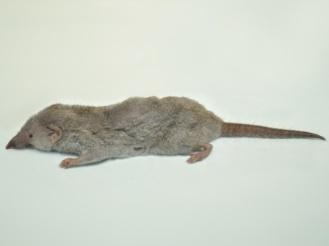 A rat on a white background

Description automatically generated