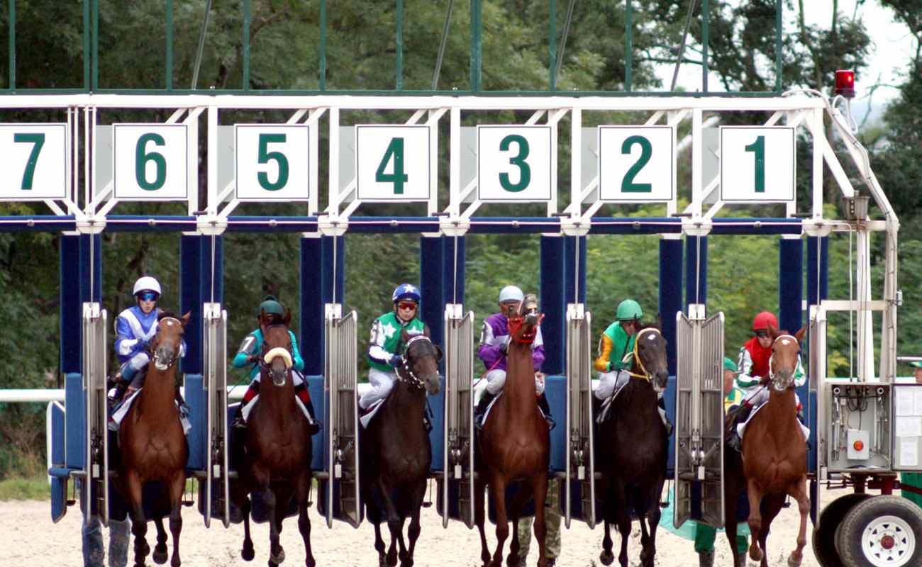 A horse race about to start – the gates have just opened.