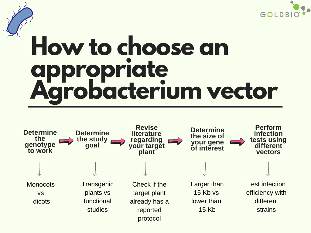 How to choose the right agrobacterium vector for plant transformation