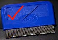 Image result for Keep your hair neat and clean by combing it have it checked For nits and lice