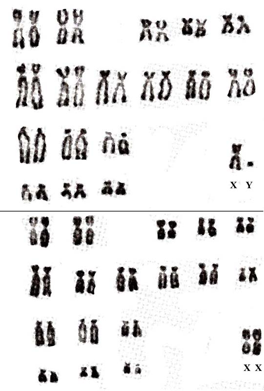 36 chromosomes of meerkat, from Hsu & Benirschke, 1967.