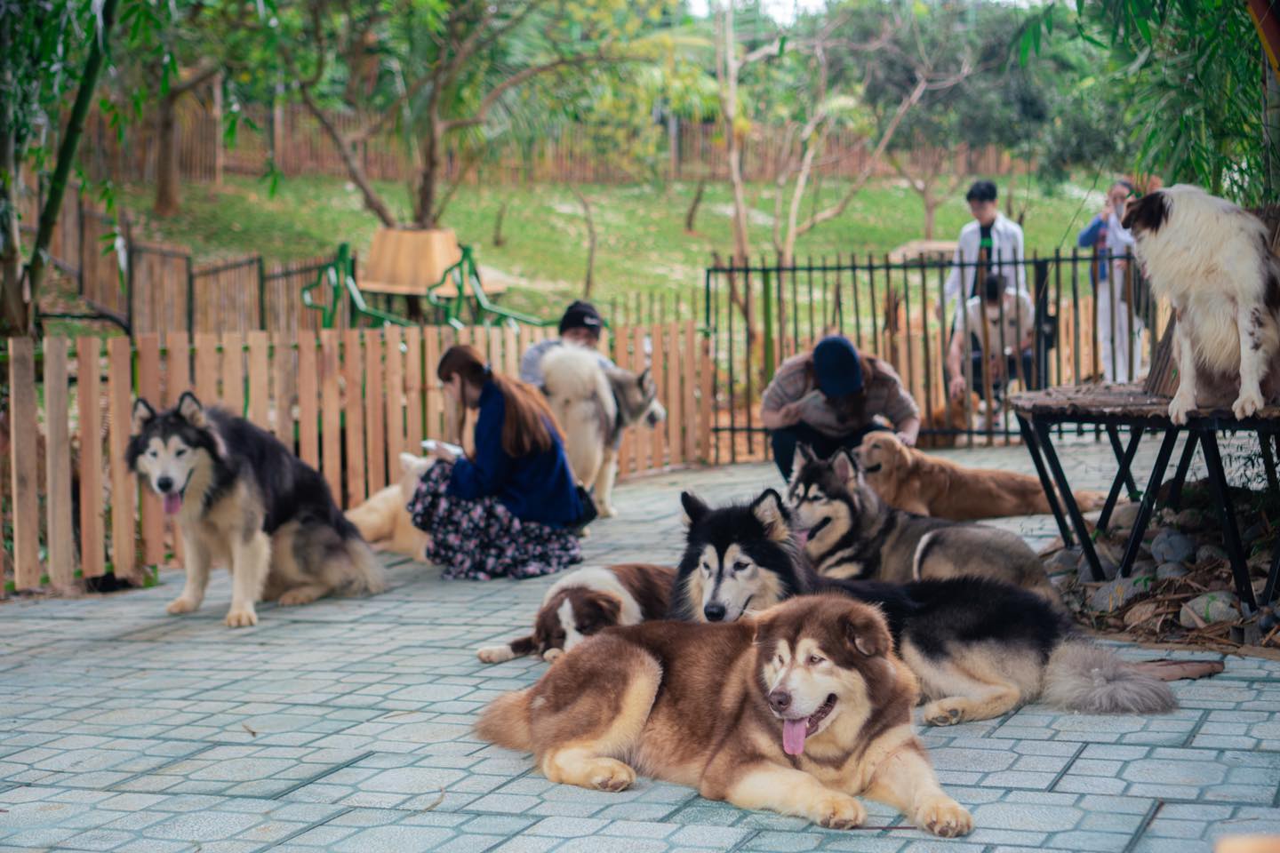 quán cafe check in Đà Lạt dành cho những người yêu thích cún cưng. Black Rock Garden