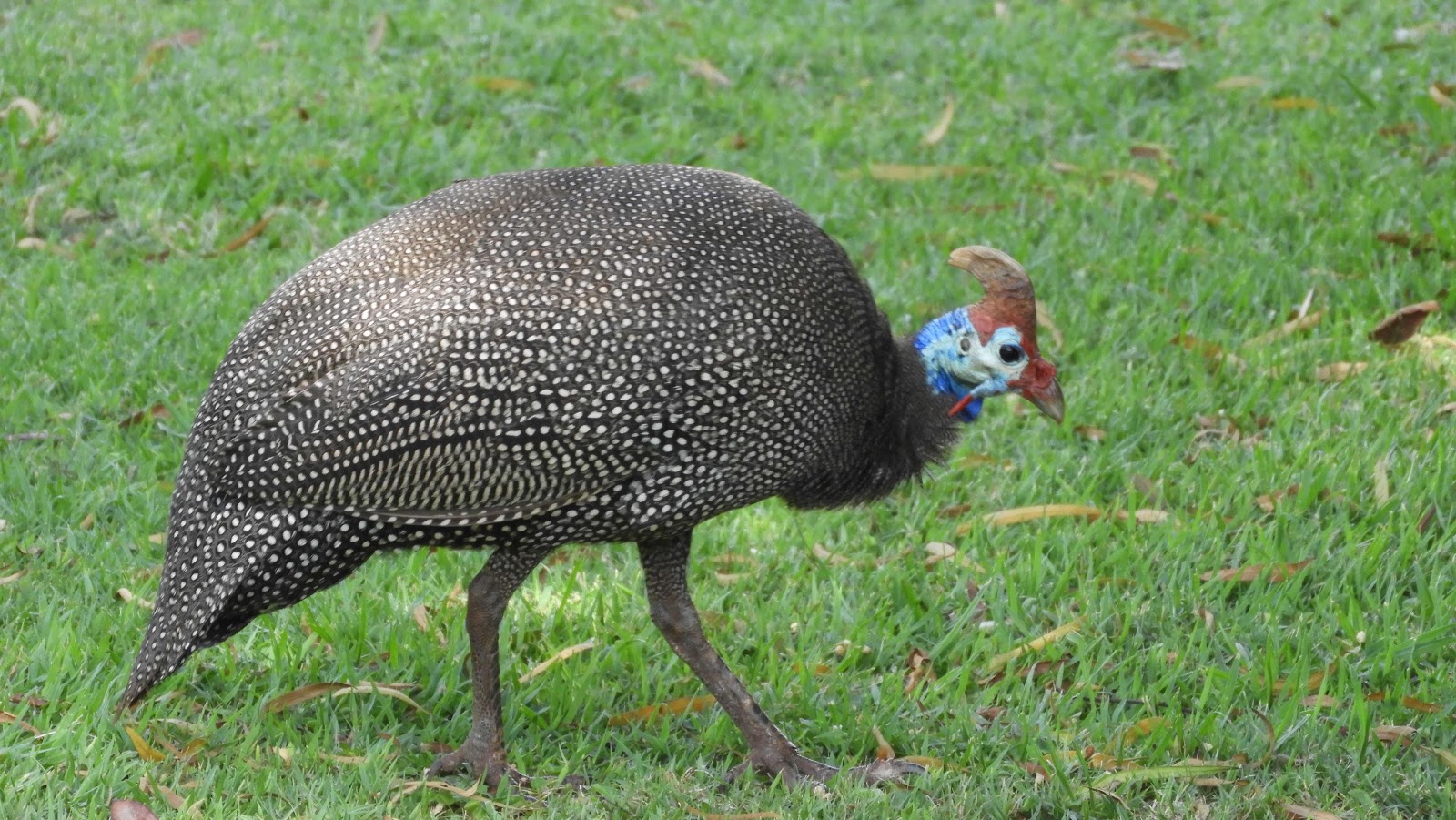 Guinea fowl Botaniese tuin Pretoria