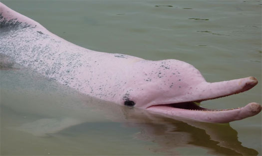 Amazon River Dolphin Ojspace Animals