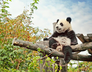 viedenska zoo