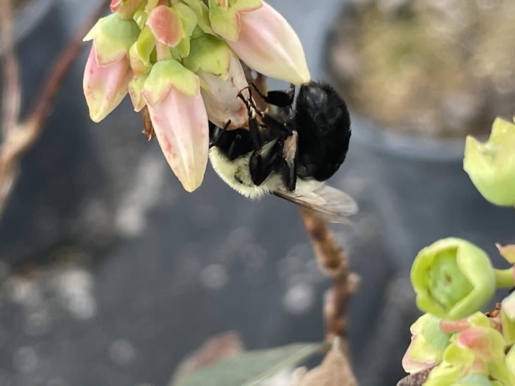 A bee on a flower

Description automatically generated