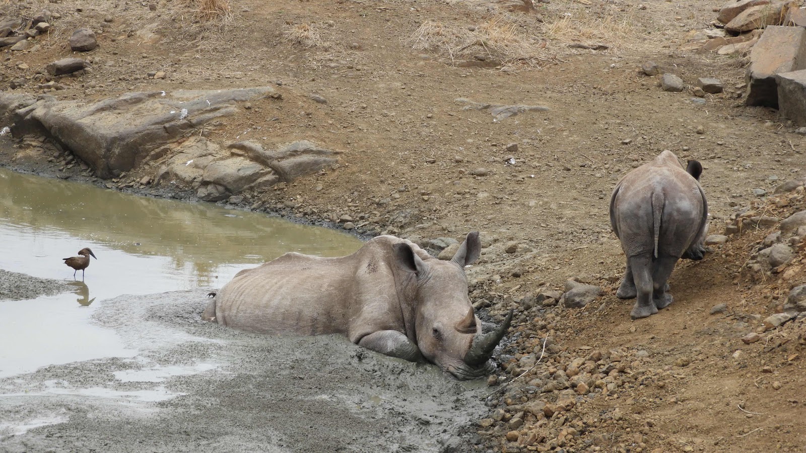Mkhaya Rhino with Hamerkop