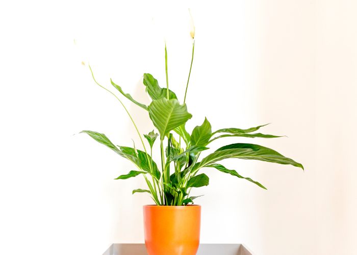 best indoor plants for college students