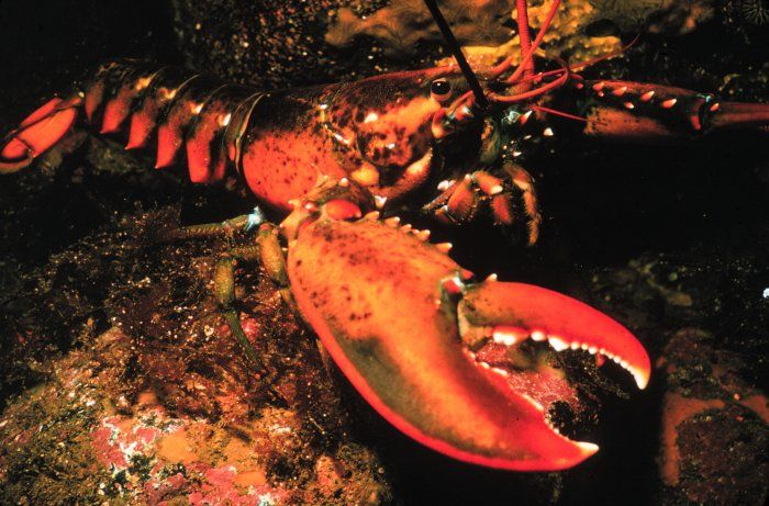 28. American Lobsters (Past a 100 years)