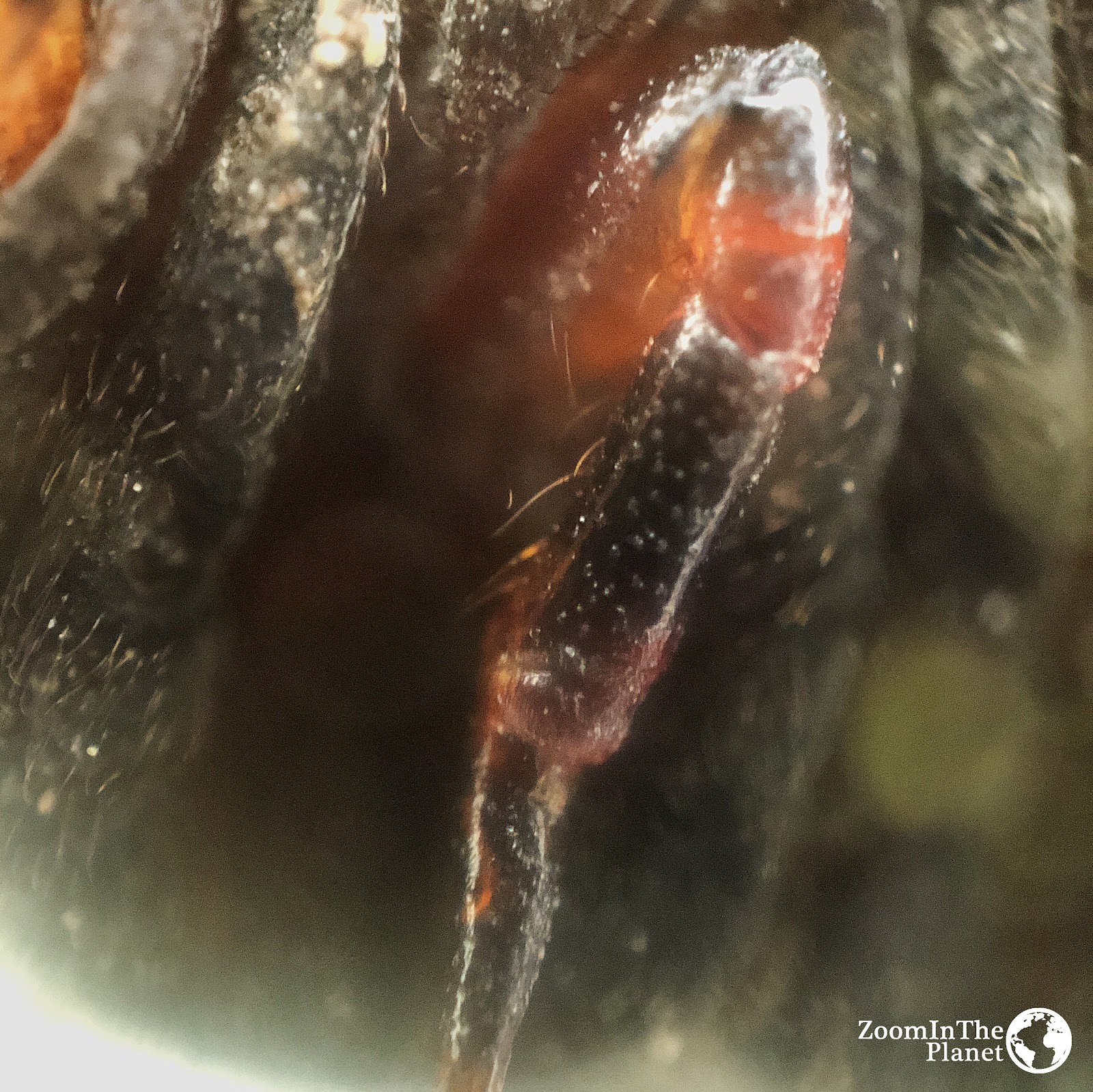 CATERPILLAR