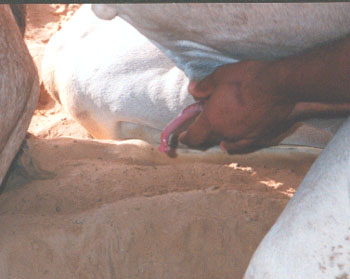 The penis of the dromedary showing the hook-like shape of the glans penis.