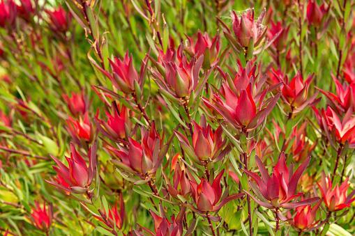 What is Leucadendron? - How to Grow and Care for Leucadendron Plant?