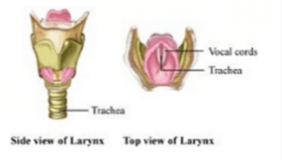 vocal cords Larynx